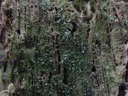 Attēlu rezultāti vaicājumam “Micarea sp.”