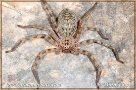 Attēlu rezultāti vaicājumam “Sparassidae”