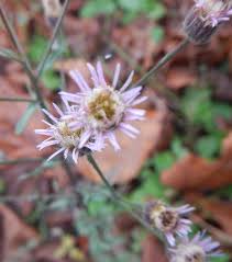 Attēlu rezultāti vaicājumam “Erigeron acris”