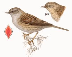 Attēlu rezultāti vaicājumam “Prunella modularis”