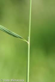 Attēlu rezultāti vaicājumam “Calamagrostis canescens fruit”