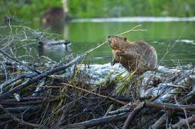 Image result for Beaver Sc
