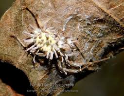 Attēlu rezultāti vaicājumam “Torrubiella arachnophila”