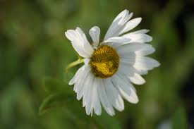 Image result for Leucanthemella serotina