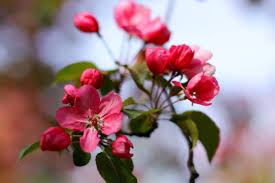 Attēlu rezultāti vaicājumam “Malus purpurea flower”