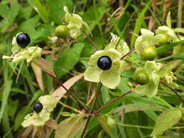 Attēlu rezultāti vaicājumam “Oenothera rubricauli”