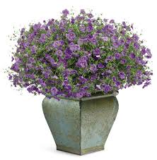 Image result for Nierembergia