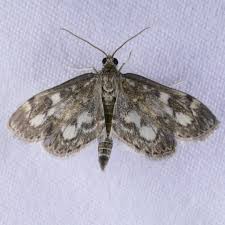 Attēlu rezultāti vaicājumam “Anania coronata”