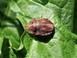 Attēlu rezultāti vaicājumam “Eurygaster testudinaria nymph”