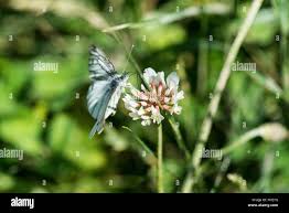 Attēlu rezultāti vaicājumam “Pieris napi female”