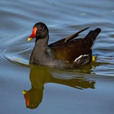 Attēlu rezultāti vaicājumam “Gallinula chloropus adult”