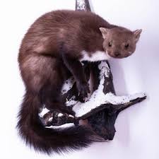 Attēlu rezultāti vaicājumam “Martes foina”