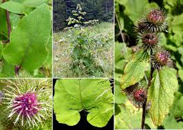 Attēlu rezultāti vaicājumam “Arctium nemorosum”