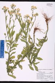 Attēlu rezultāti vaicājumam “Erigeron annuus leaf”