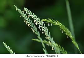 Attēlu rezultāti vaicājumam “Elytrigia repens flower”