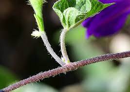 Image result for Ipomoea purpurea
