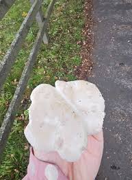 Attēlu rezultāti vaicājumam “Lepista sp.”