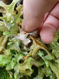 Attēlu rezultāti vaicājumam “Cetraria islandica”