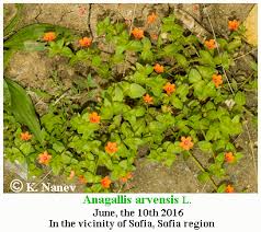 Attēlu rezultāti vaicājumam “Anagallis arvensis leaf”