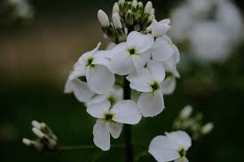 Attēlu rezultāti vaicājumam “Hesperis matronalis”