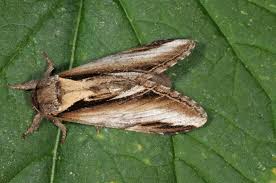 Attēlu rezultāti vaicājumam “Pheosia gnoma male”