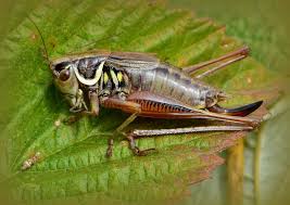 Attēlu rezultāti vaicājumam “Metrioptera roeselii”