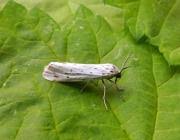 Attēlu rezultāti vaicājumam “Coscinia cribraria”