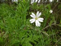Attēlu rezultāti vaicājumam “Stellaria holostea fruit”