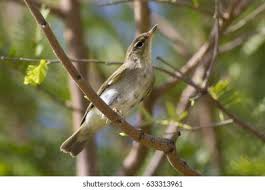 Image result for Phylloscopus borealis