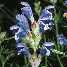 Attēlu rezultāti vaicājumam “Dracocephalum ruyschiana”