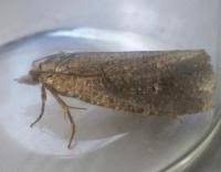 Attēlu rezultāti vaicājumam “Epiblema grandaevana”