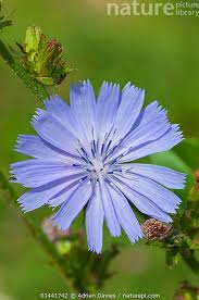 Attēlu rezultāti vaicājumam “Cichorium intybus flower”
