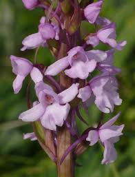 Attēlu rezultāti vaicājumam “Gymnadenia conopsea bud”