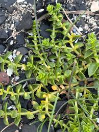 Attēlu rezultāti vaicājumam “Honckenya peploides flower”