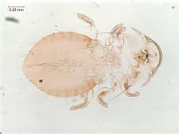 Attēlu rezultāti vaicājumam “Licea chelonoides”