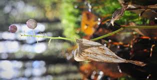 Attēlu rezultāti vaicājumam “Maianthemum bifolium leaf”