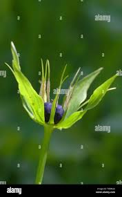 Attēlu rezultāti vaicājumam “Paris quadrifolia bud”