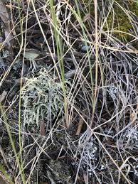 Attēlu rezultāti vaicājumam “Evernia mesomorpha”