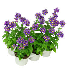 Image result for Elfenspiegel