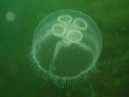 Attēlu rezultāti vaicājumam “Aurelia aurita”