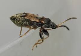 Attēlu rezultāti vaicājumam “Scolopostethus thomsoni”