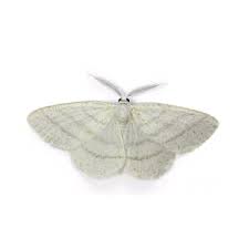 Attēlu rezultāti vaicājumam “Cabera pusaria female”