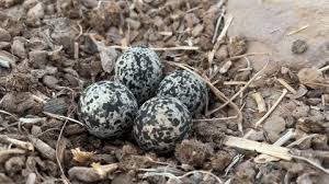 Attēlu rezultāti vaicājumam “Chlidonias niger eggs”