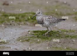 Image result for Calidris tenuirostris