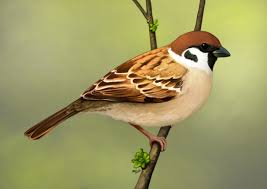 Attēlu rezultāti vaicājumam “Passer montanus adult”