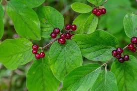 Attēlu rezultāti vaicājumam “Lonicera xylosteum fruit”