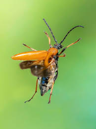 Attēlu rezultāti vaicājumam “Leptura rubra”