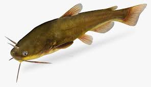 Image result for Ameiurus melas