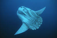 Image result for Mola alexandrini