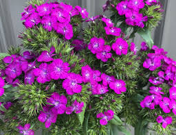 Attēlu rezultāti vaicājumam “Dianthus barbatus”